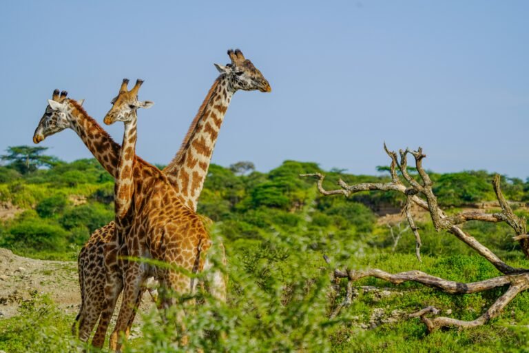 samwel-nsyuka-OZNe5jzwKnw-unsplash