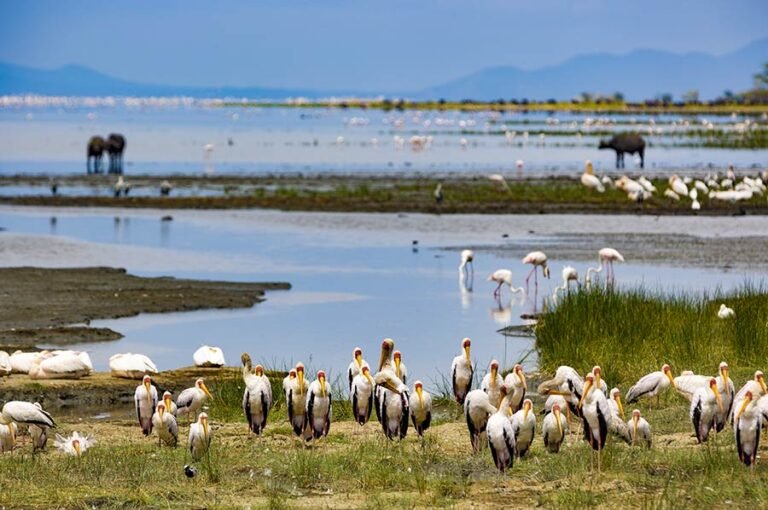 Facts-about-Lake-Manyara-National-Park