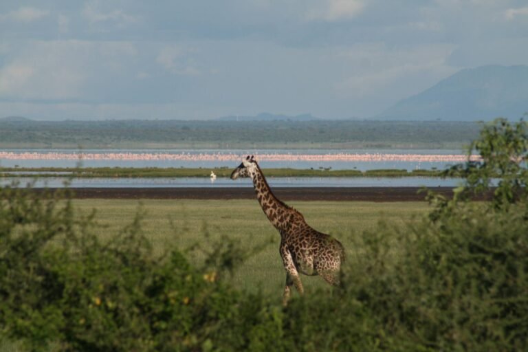 Lake_Manyara_National_Park_Giraffes_24