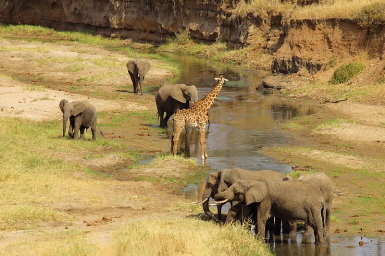 tarangire-national-park-1