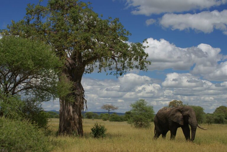 tarangire33